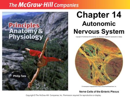 Chapter 14 Autonomic Nervous System Nerve Cells of the Enteric Plexus