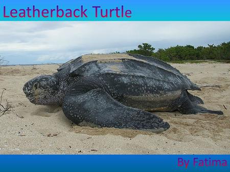 The leatherback turtle can be found in the Atlantic, Pacific and Indian Oceans, as well as the Mediterranean Sea. Adult leatherback turtles can be found.