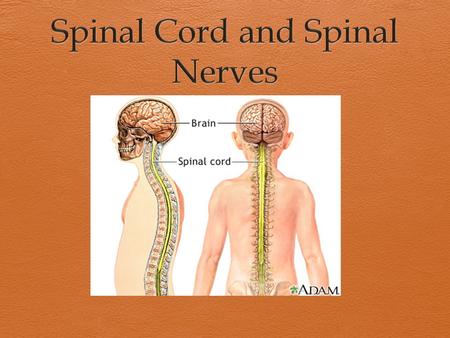 The Central Nervous System (CNS) consists of:  The spinal cord Integrates and processes information Can function with the brain Can function independently.