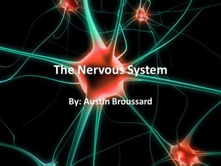 The Nervous System By: Austin Broussard. Main Systems Central Nervous System (CNS)- is made up of the brain and the spinal cord, it completes the function.