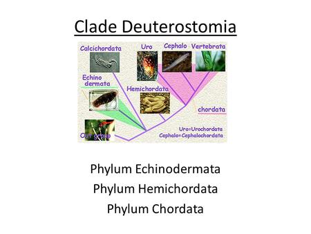 Clade Deuterostomia Phylum Echinodermata Phylum Hemichordata Phylum Chordata.