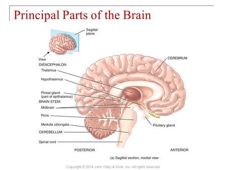 Principal Parts of the Brain