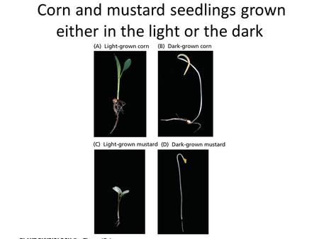 Corn and mustard seedlings grown either in the light or the dark