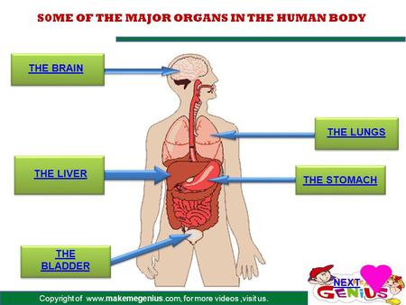 S0ME OF THE MAJOR ORGANS IN THE HUMAN BODY