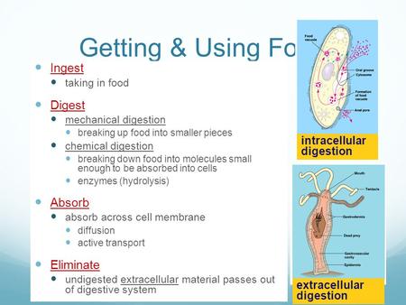 Getting & Using Food Ingest taking in food Digest mechanical digestion breaking up food into smaller pieces chemical digestion breaking down food into.