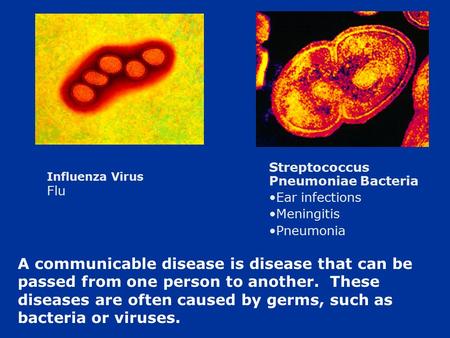 Streptococcus Pneumoniae Bacteria