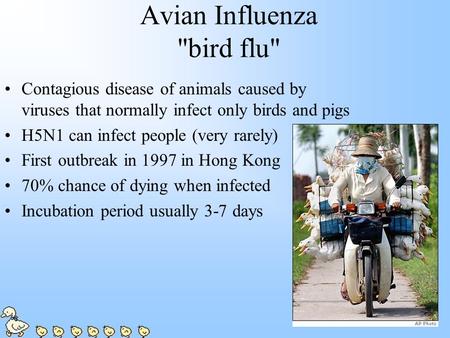Avian Influenza bird flu Contagious disease of animals caused by viruses that normally infect only birds and pigs H5N1 can infect people (very rarely)