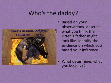 Who’s the daddy? Based on your observations, describe what you think the kitten’s father might look like. Identify the evidence on which you based your.