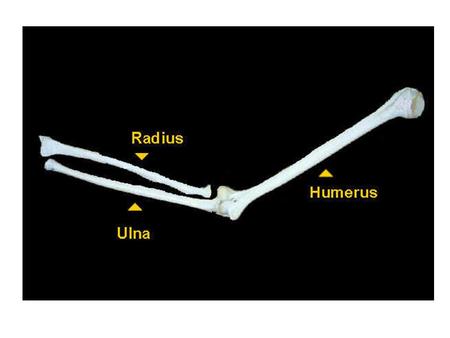 The humerus is a long bone in the arm that runs from the shoulder to the elbow.long bonearm shoulderelbow.