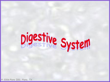 © 2006 Plano ISD, Plano, TX. Digestive System a coiled, muscular tube (6-9 meters long) beginning with the mouth and ending with the anus.