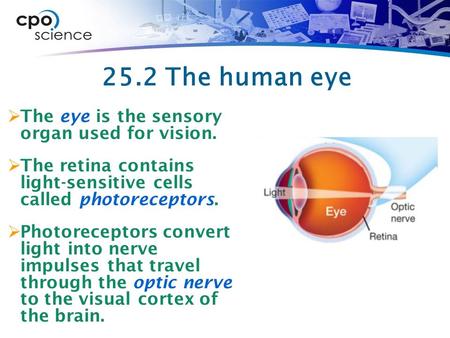 25.2 The human eye The eye is the sensory organ used for vision.