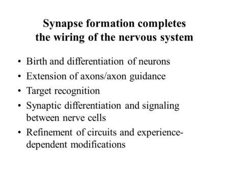 Synapse formation completes the wiring of the nervous system Birth and differentiation of neurons Extension of axons/axon guidance Target recognition Synaptic.