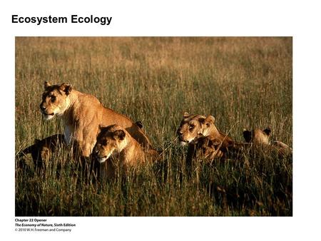 Ecosystem Ecology. I. Introduction - Ecosystem: an assemblage of organisms, together with their chemical and physical environments.