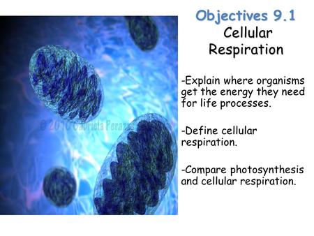 Objectives 9.1 Cellular Respiration