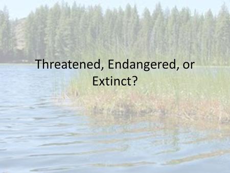 Threatened, Endangered, or Extinct?. Why do we have species declining in numbers? Mostly human interaction with the species: – Overhunting – Climate change.