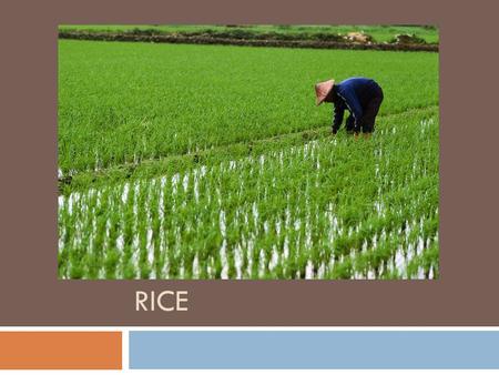 RICE. BROWN RICE  Whole grain rice, nothing is removed, has the most nutrients.
