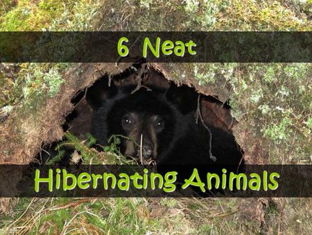 6 Neat Hibernating Animals. What is Hibernation? It is a state of inactivity or sleep that allows many animals to survive winter or seasons that bring.
