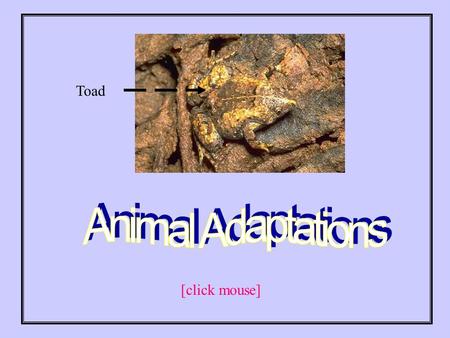 Toad [click mouse]. How are animals able to survive in the wild? Animals have certain adaptations that help them to survive. [click mouse]