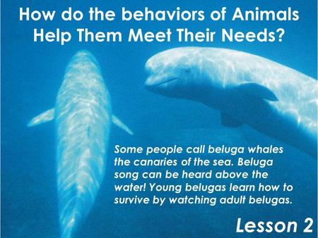 How do the behaviors of Animals Help Them Meet Their Needs?