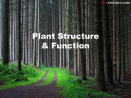Plant Structure & Function. Monocots & Dicots Angiosperms are the class of plants that produce flowers. They can be broken down into two main groups –
