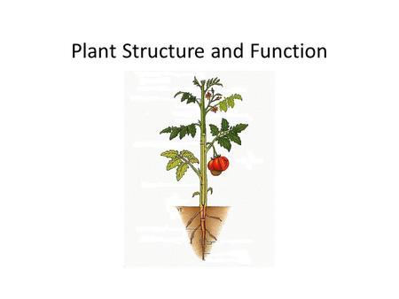 Plant Structure and Function. Plant Cells Cell TypeExampleFunctions Parenchyma Storage Photosynthesis Gas Exchange Protection Tissue Repair and Replacement.