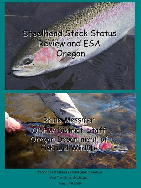 Steelhead Stock Status Review and ESA Oregon Rhine Messmer ODFW District Staff Oregon Department of Fish and Wildlife Pacific Coast Steelhead Management.
