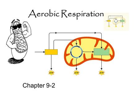 Aerobic Respiration Chapter 9-2. Cellular Respiration Aerobic  requires oxygen –It’s the final step 90% of the energy from the original glucose is still.