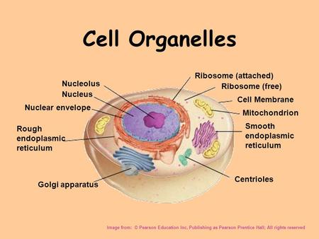 Cell Organelles Image from: © Pearson Education Inc, Publishing as Pearson Prentice Hall; All rights reserved Nucleolus Nucleus Nuclear envelope Ribosome.