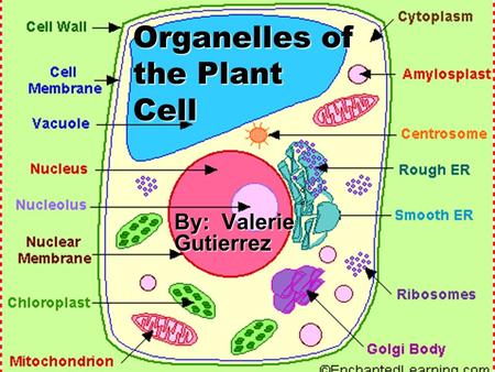 Organelles of the Plant Cell By: Valerie Gutierrez.
