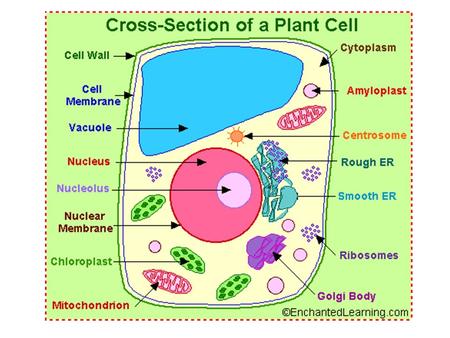 amyloplast - an organelle in some plant cells that stores starch. Amyloplasts are found in starchy plants like tubers and fruits. ATP - ATP is short for.
