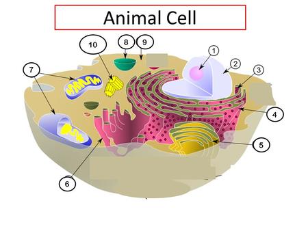 Animal Cell 10 8 9 7 4 5 6.
