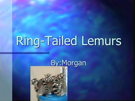 Ring-Tailed Lemurs By:Morgan.