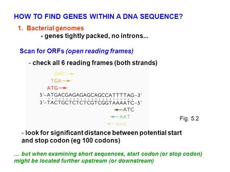 1. Bacterial genomes - genes tightly packed, no introns... HOW TO FIND GENES WITHIN A DNA SEQUENCE? Scan for ORFs (open reading frames) - check all 6 reading.