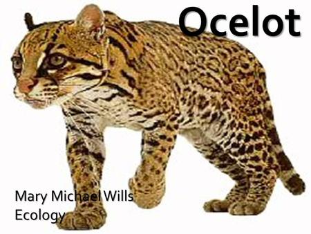 Mary Michael Wills Ecology. Leopardus pardalis of the Ocelot Size: 28 to 35 in (70 to 90 cm) Size: 28 to 35 in (70 to 90 cm) Weight: 24 to 35 lbs (11.