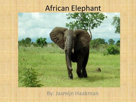 African Elephant By: Jasmijn Haakman. Classification and Description Loxodonta Africana Mammal 13 feet;6 tons Baby has no tusks.