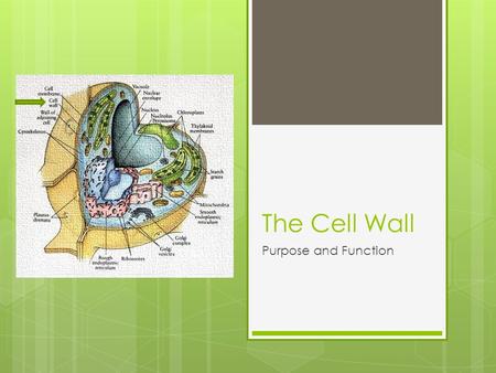 The Cell Wall Purpose and Function. What is a Cell Wall ? A membrane of the cell that forms external to the cell membrane whose main role is to give cells.