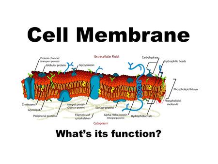 Cell Membrane What’s its function?. How does the membrane control what enters or leaves the cell? PASSIVE TRANSPORT (without energy input) -Diffusion.