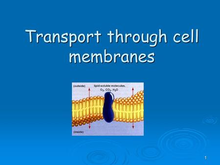 1 Transport through cell membranes. 2  The phospholipid bilayer is a good barrier around cells, especially to water soluble molecules. However, for the.
