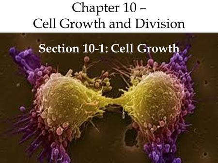 Chapter 10 – Cell Growth and Division