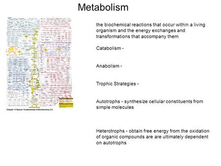 Metabolism the biochemical reactions that occur within a living organism and the energy exchanges and transformations that accompany them Catabolism -