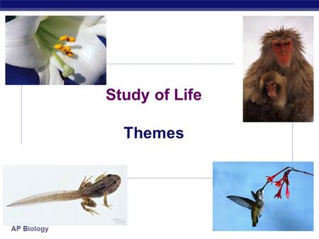 AP Biology Study of Life Themes AP Biology Themes  Science as a process of inquiry  questioning & investigation  Evolution  Energy transfer  Continuity.