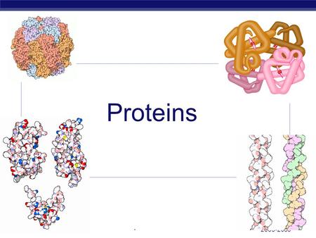 2005-2006 AP Biology Proteins. AP Biology Proteins  Most structurally & functionally diverse group of biomolecules  Function:  involved in almost everything.