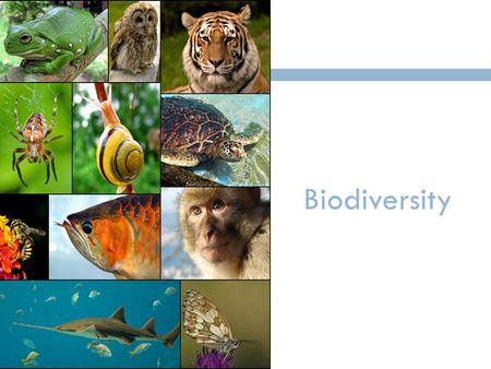 Biodiversity. Video: Example of Biodiversity (PE)