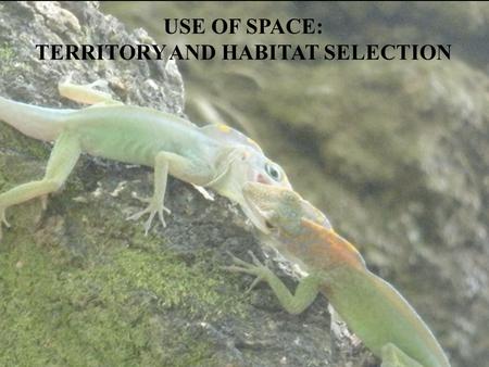 USE OF SPACE: TERRITORY AND HABITAT SELECTION. Some basics of Natural Selection Evolution – pattern of change Natural Selection – process by which evolution.