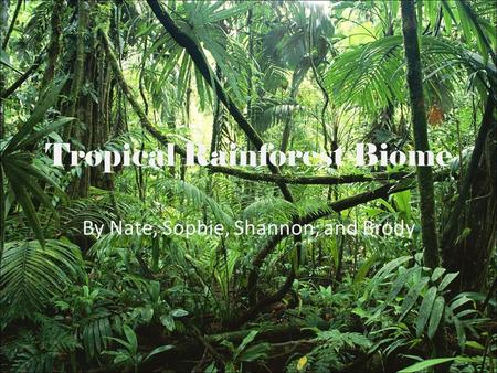 Tropical Rainforest Biome By Nate, Sophie, Shannon, and Brody.