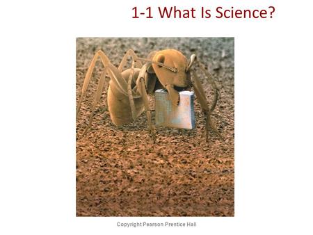 1-1 What Is Science? Copyright Pearson Prentice Hall.