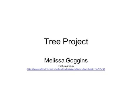 Tree Project Melissa Goggins Pictures from