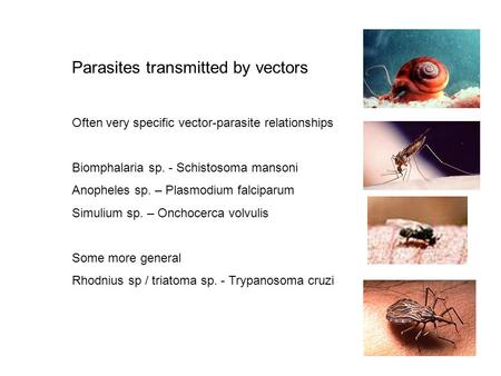 Parasites transmitted by vectors Often very specific vector-parasite relationships Biomphalaria sp. - Schistosoma mansoni Anopheles sp. – Plasmodium falciparum.