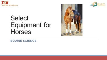 Select Equipment for Horses EQUINE SCIENCE. Before you hit the trail on the horse, what must happen before you leave the barn? HALTERING, GROOMING, SADDLING,