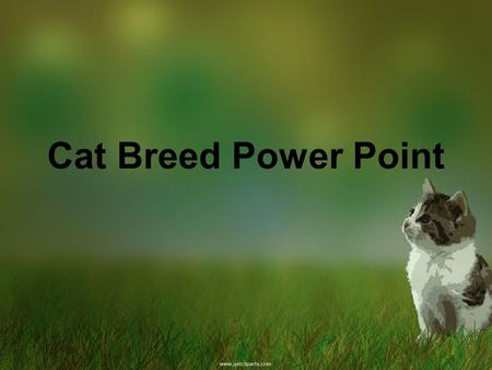 Cat Breed Power Point.